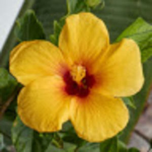 Meet your Posher, Josephine